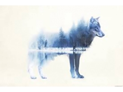 Póster GALERIA Lobo Bosque Lobo (91.5x61 cm)