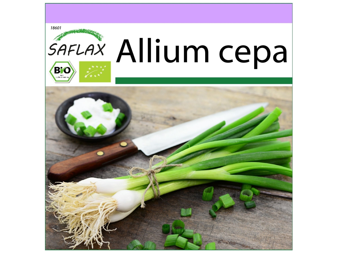 SAFLAX Ecológico Cebolla de primavera Cebolla de Lisboa blanca 150 semillas Allium cepa