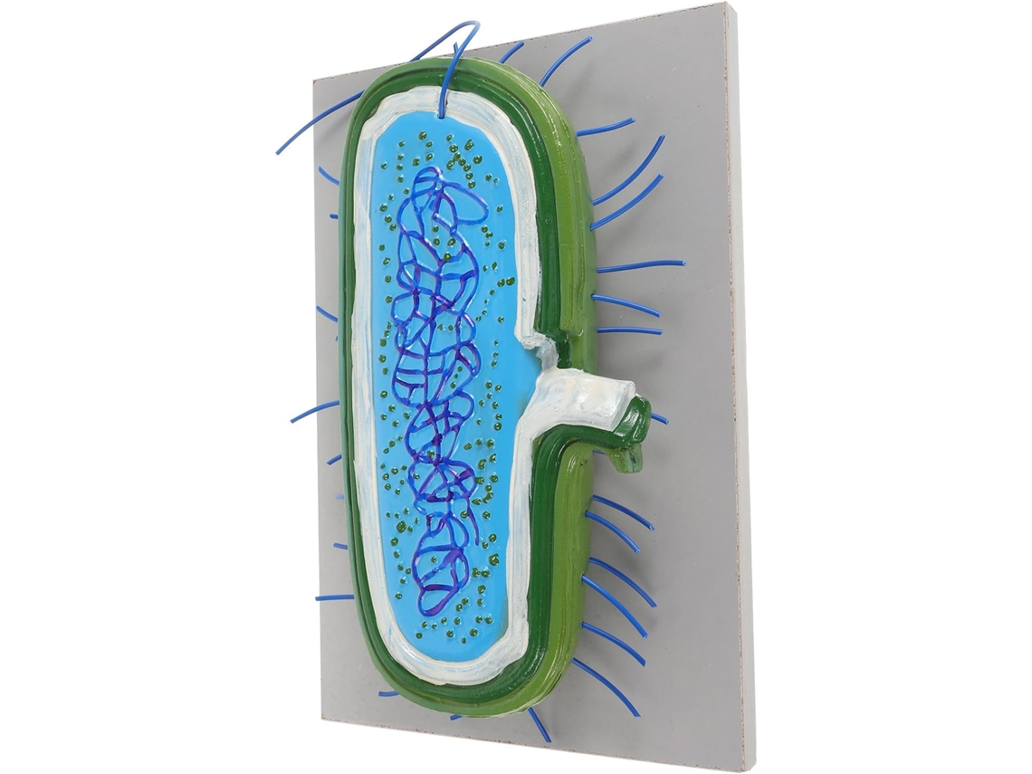 Modelo biológico de célula con fines educativos para escuelas y enseñanza de biología. CHABERLU