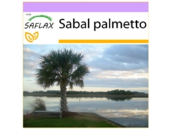 SAFLAX Palmito 8 semillas Sabal palmetto