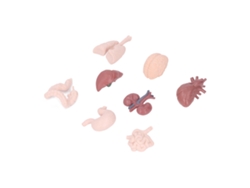 Modelo De Órgano Humano - Anatomía Del Cuerpo - Herramienta Educativa - Juguete - Ciencia Para Niños