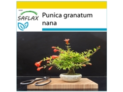 SAFLAX Conjunto de cultivo Granado enano 50 semillas Con mini invernadero, sustrato de cultivo y 2 macetas Punica granatum nana