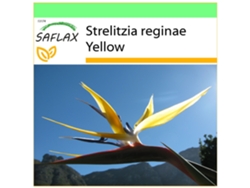 SAFLAX Garden to go Ave del paraíso 4 semillas Con maceta, tapa climática y sustrato de cultivo Strelitzia reginae Yellow