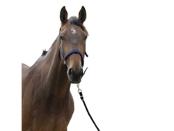 Cabeçada Satine Azul Fullnorton Equestrian