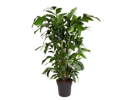 Plantas verdes - PLANT IN A BOX - Caryota mitis - Set de 1 - Maceta 27cm - Altura 120-130cm