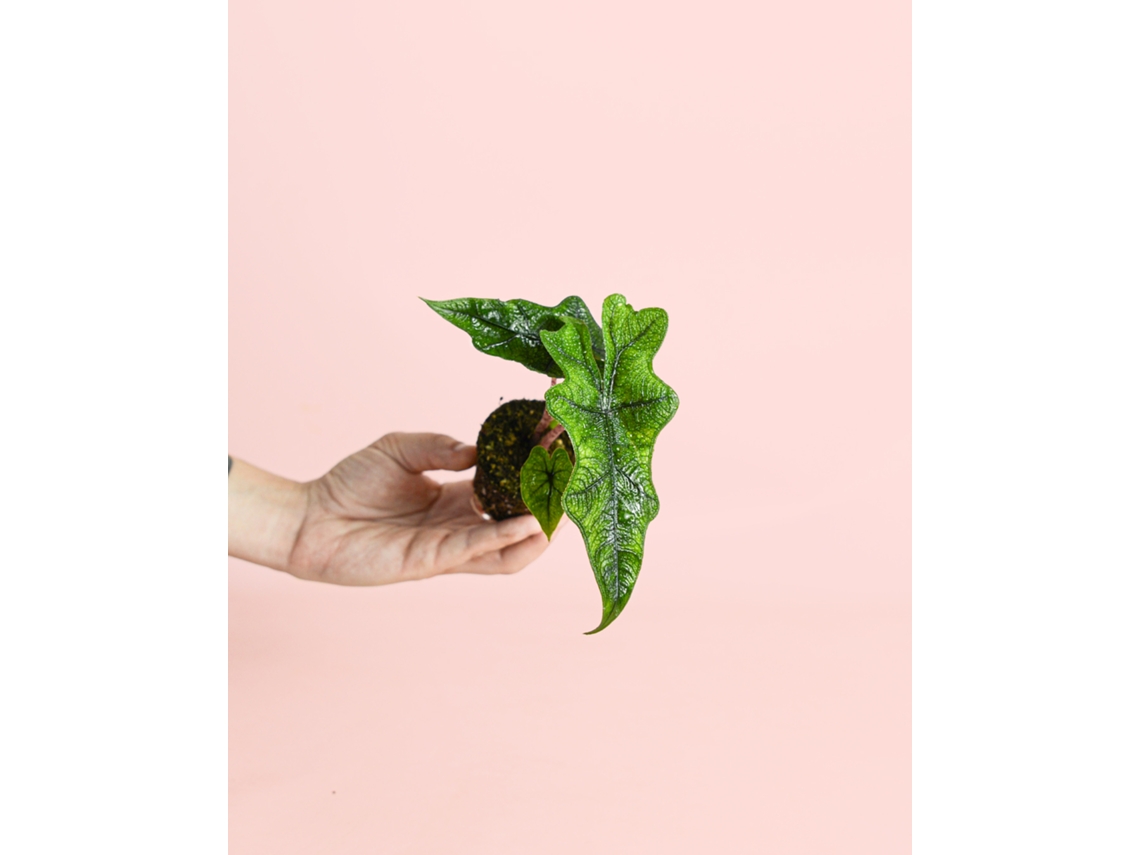 Alocasia Jacklyn | Planta tropical de interior, exótica y resistente | Pur Plant