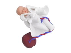 Modelo De Pelvis Femenina Para El Parto, Utilizado En La Enseñanza De Las Ciencias.