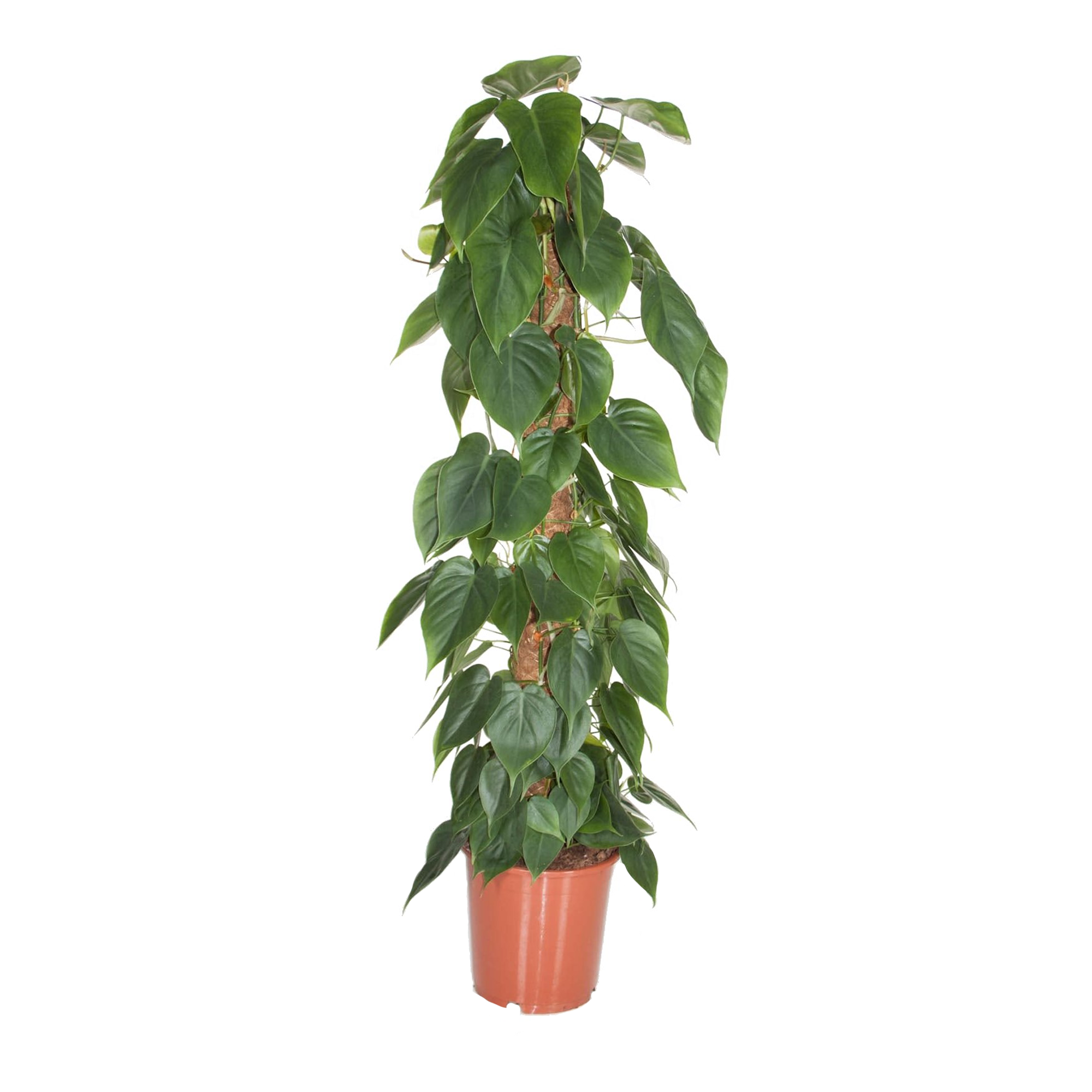 Plantas verdes - PLANT IN A BOX - Philodendron scandens - Set de 1 - Maceta 27cm - Altura 150-160cm