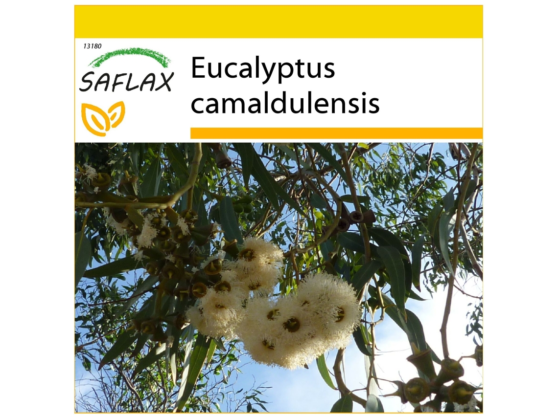 SAFLAX Conjunto de cultivo Eucalipto rojo 200 semillas Con mini invernadero, sustrato de cultivo y 2 macetas Eucalyptus camaldulensis