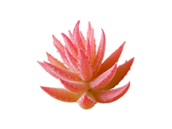 Pequeña planta suculenta espinosa, Aloe Vera de plástico Mm051