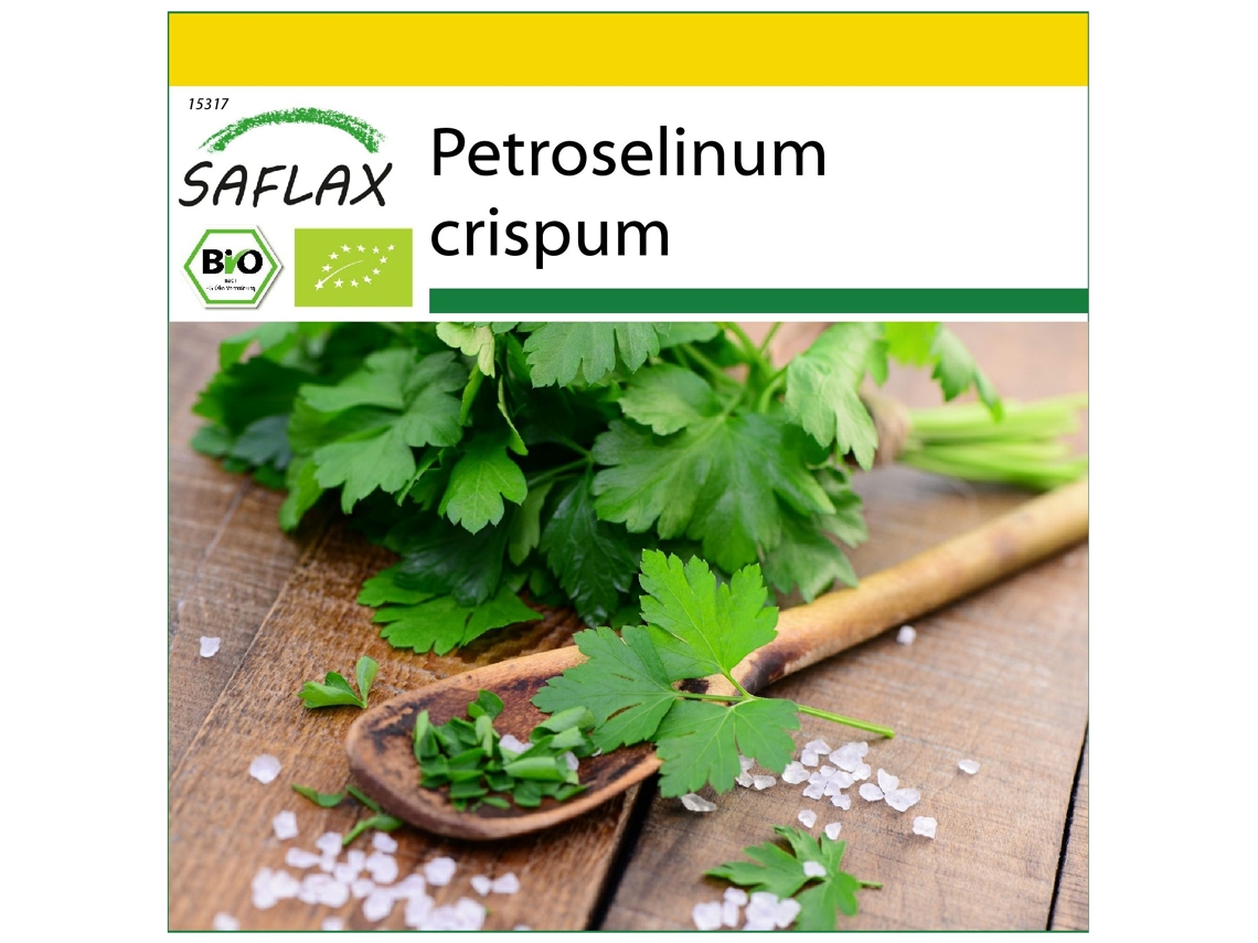 SAFLAX Conjunto de cultivo Ecológico Perejil liso 600 semillas Con mini invernadero, sustrato de cultivo y 2 macetas Petroselinum crispum