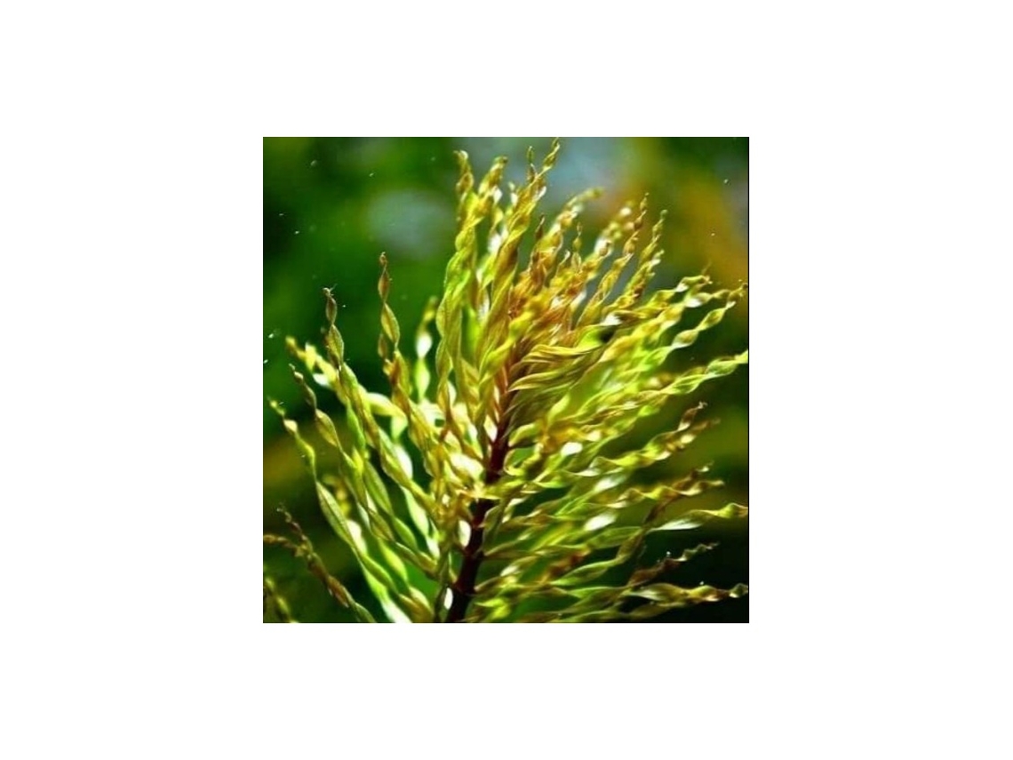 Ludwigia Inclinata 'rizada' o 'tornado' *máxima rareza*