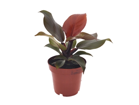 Plantas verdes - PLANT IN A BOX - Philodendron Sun Light - Set de 1 - Maceta 12cm - Altura 20-30cm