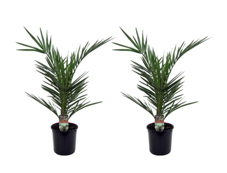 Palmeras - PLANT IN A BOX - Phoenix canariensis - Set de 2 - Maceta 15cm - Altura 50-60cm