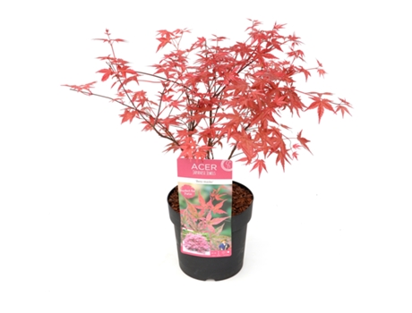 Arces japoneses - PLANT IN A BOX - Acer palmatum ´Beni Maiko´ - Set de 1 - Maceta 19cm - Altura 60-70cm