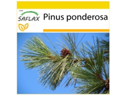 SAFLAX Conjunto de cultivo Pino amarillo occidental 20 semillas Con mini invernadero, sustrato de cultivo y 2 macetas Pinus ponderosa