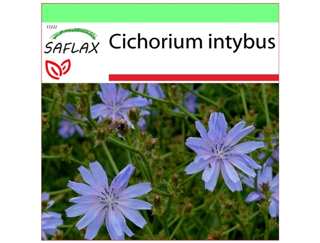 SAFLAX Garden to go Escarola 250 semillas Con maceta, tapa climática y sustrato de cultivo Cichorium intybus