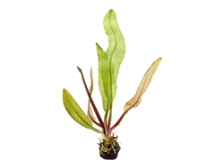 Aponogeton Madagascariensis