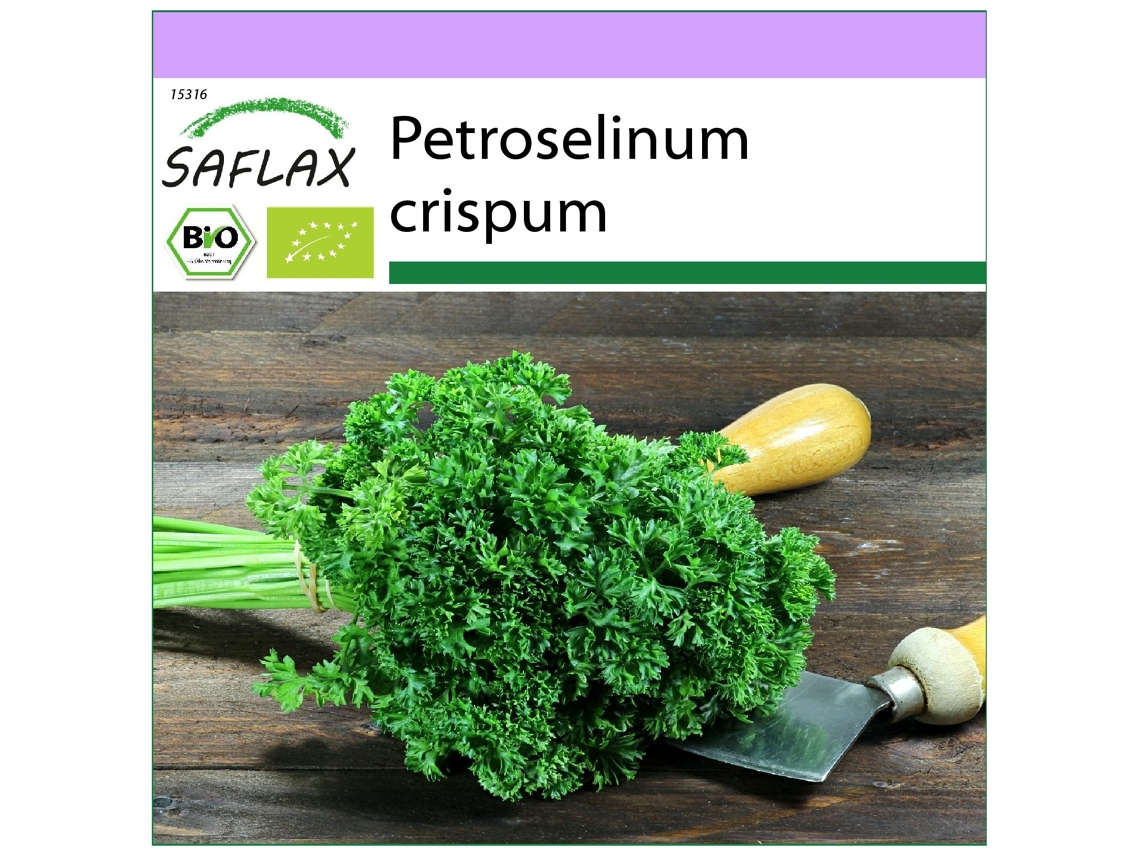 SAFLAX Ecológico Perejil rizado 800 semillas Petroselinum crispum