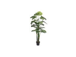 Planta Eva Pp Verde Costela de Adão 90x90x200cm ALEXANDRA HOUSE LIVING