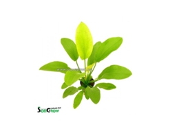 Echinodorus Yellow Sun