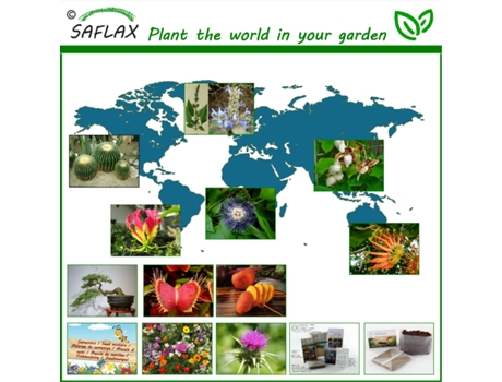 SAFLAX Pamplina 1000 semillas Stellaria media