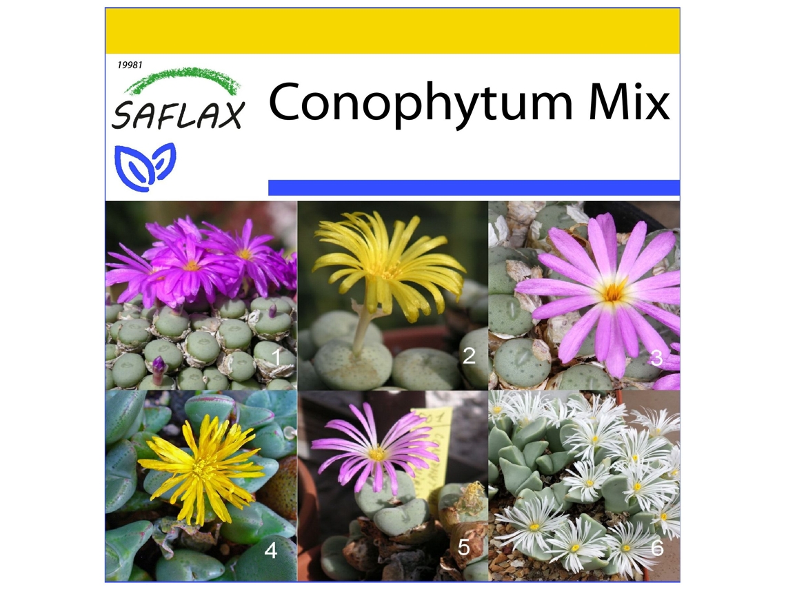 SAFLAX Conjunto de cultivo Conophytum Mix 40 semillas Con mini invernadero, sustrato de cultivo y 2 macetas Conophytum Mix