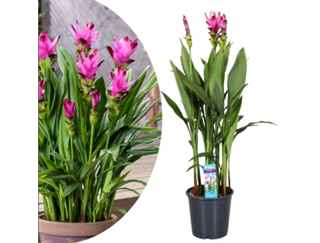 Plantas con flores - PLANT IN A BOX - Curcuma alismatifolia - Set de 1 - Maceta 19cm - Altura 80-100cm