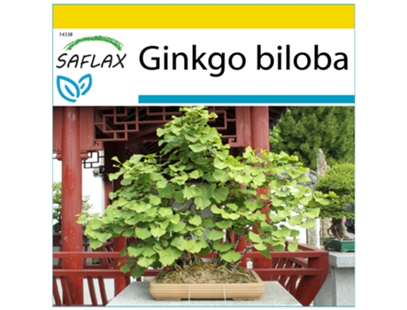 SAFLAX Conjunto de cultivo Ginkgo 4 semillas Con mini invernadero, sustrato de cultivo y 2 macetas Ginkgo biloba