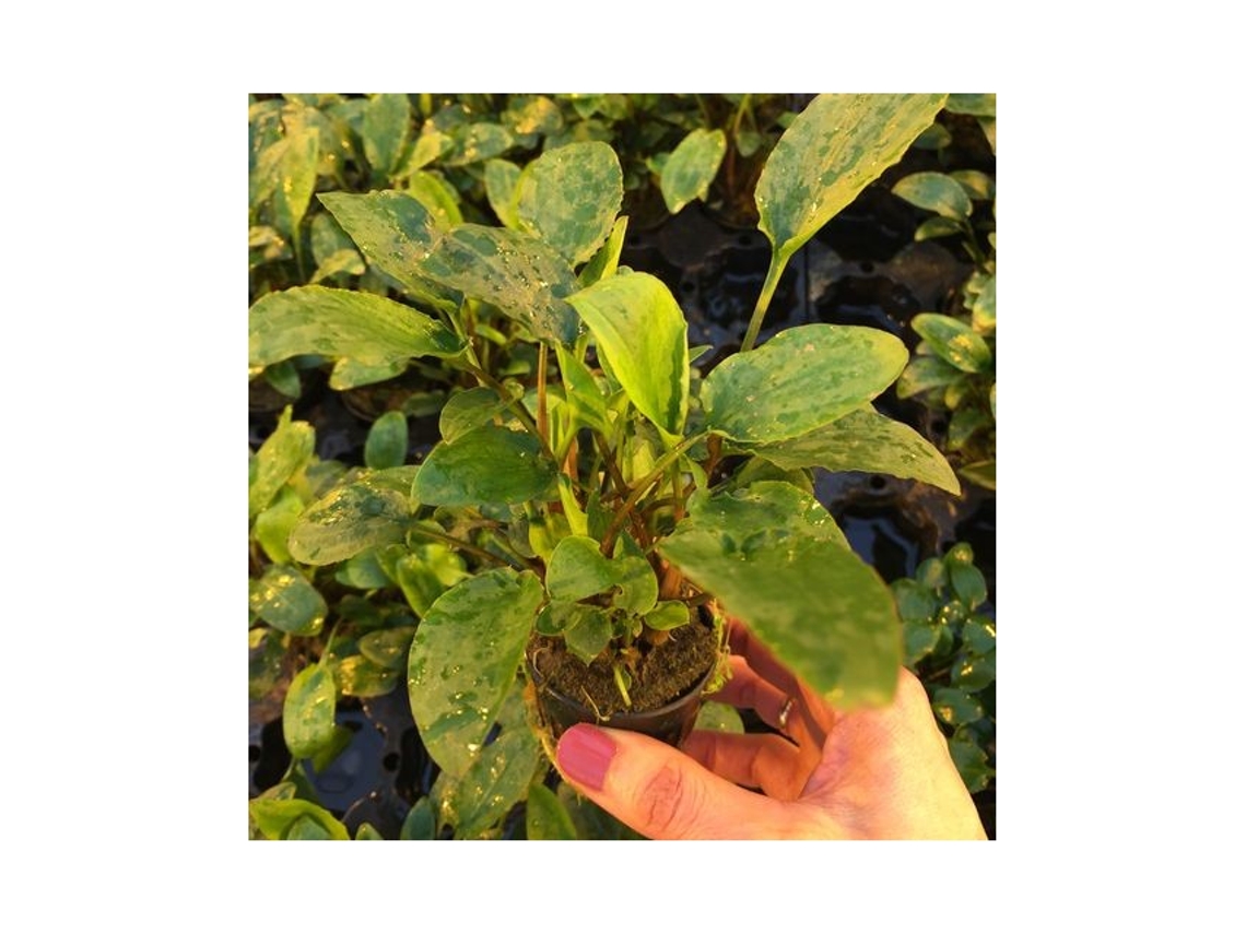 Cryptocoryne Bullosa