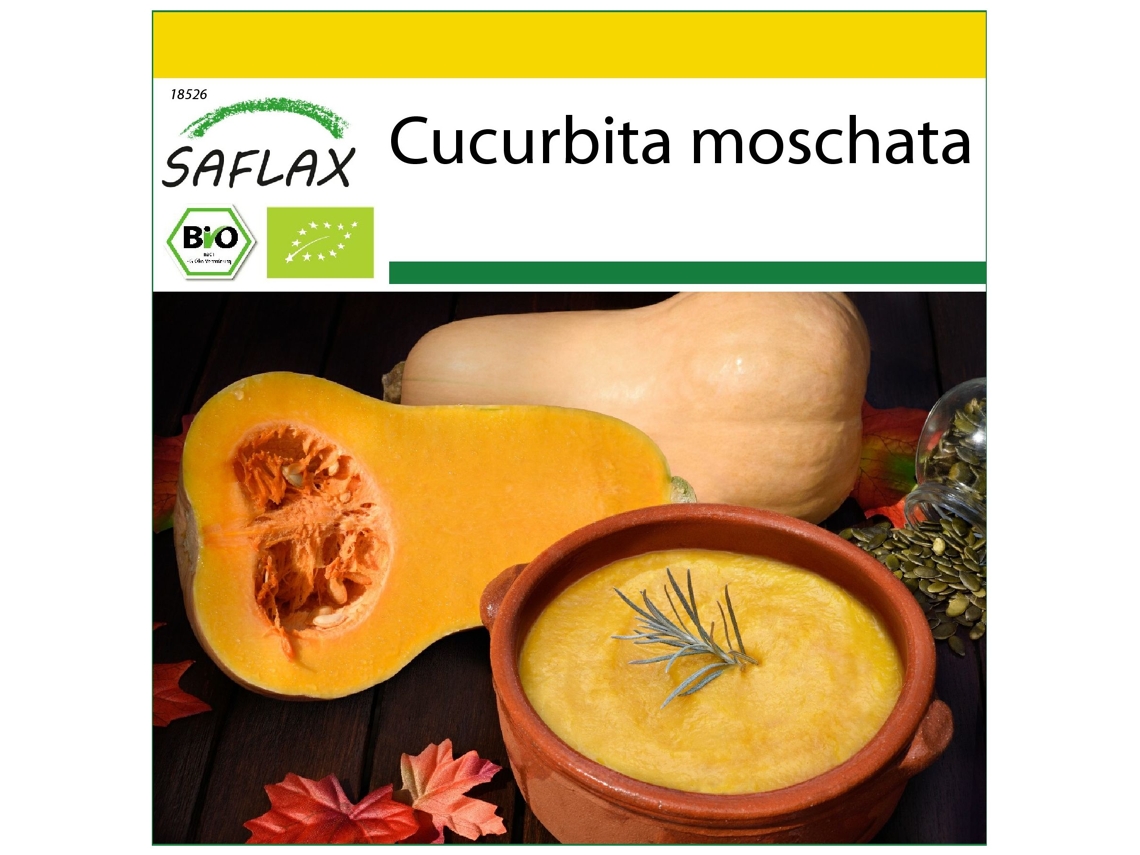 SAFLAX Conjunto de cultivo Ecológico Calabaza Nuez de mariposa 6 semillas Con mini invernadero, sustrato de cultivo y 2 macetas Cucurbita moschata