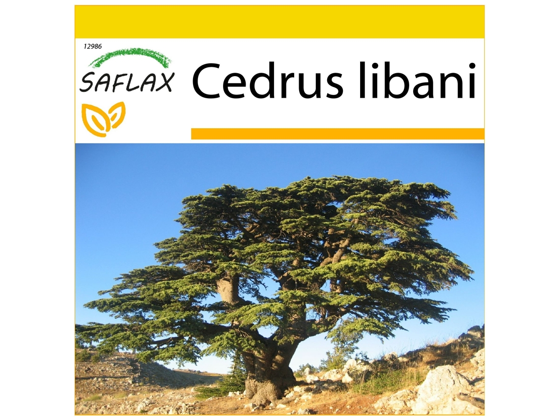 SAFLAX Conjunto de cultivo Cedro del Líbano 20 semillas Con mini invernadero, sustrato de cultivo y 2 macetas Cedrus libani