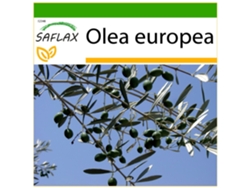 SAFLAX Olivo 20 semillas Con sustrato de cultivo libre de gérmenes Olea europea