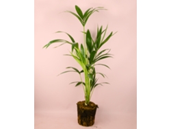 Kentia 17 cm | Howea Forsteriana | Palmera elegante | Planta Pur