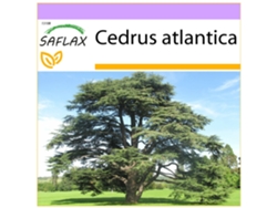 SAFLAX Cedro azul del Atlas 20 semillas Cedrus atlantica