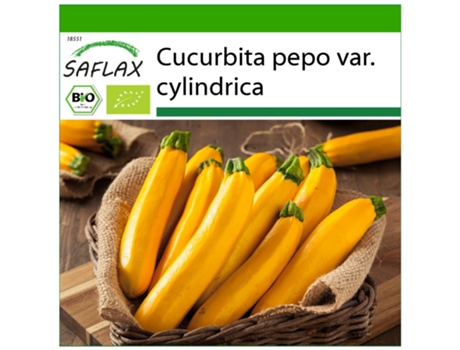 SAFLAX Ecológico Calabacín Fiebre del Oro 5 semillas Con sustrato de cultivo libre de gérmenes Cucurbita pepo var. cylindrica