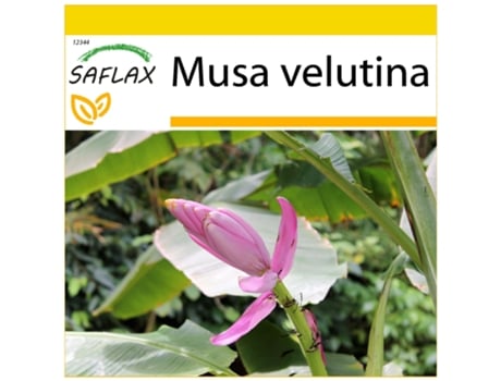SAFLAX Conjunto de cultivo Banana de Kenia 8 semillas Con mini invernadero, sustrato de cultivo y 2 macetas Musa velutina