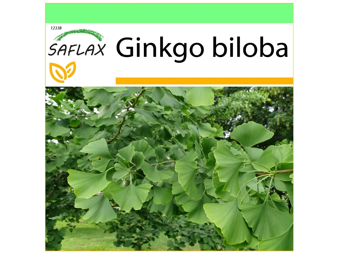 SAFLAX Garden to go Árbol de los escudos 4 semillas Con maceta, tapa climática y sustrato de cultivo Ginkgo biloba