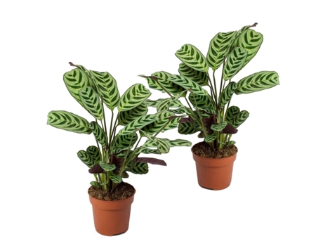 Plantas verdes - PLANT IN A BOX - Ctenanthe burle-marxii - Set de 2 - Maceta 12cm - Altura 25-40cm