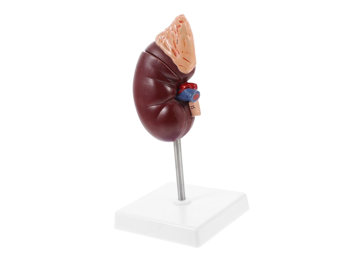 Esfínter Suprarrenal Extraíble Para La Enseñanza De Biología Y Medicina. Accesorio Para La Disección Del Cuerpo Humano.