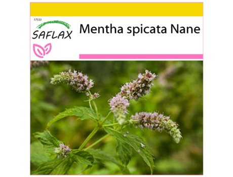 SAFLAX Conjunto de cultivo Menta de nana mejicana 500 semillas Con mini invernadero, sustrato de cultivo y 2 macetas Mentha spicata Nane