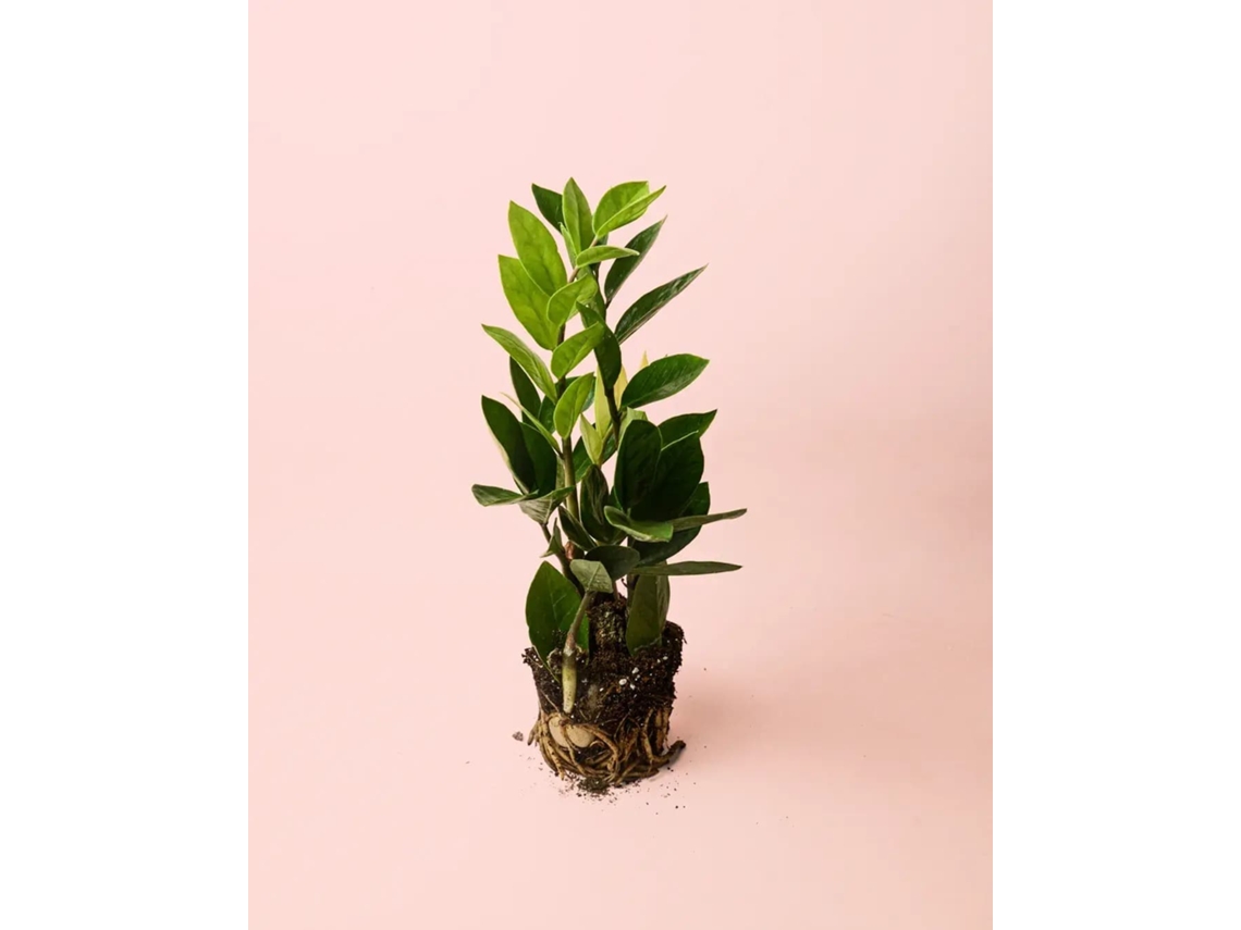 Zamioculca Zamiifolia 12 Cm | Planta resistente Zz | Planta Pur