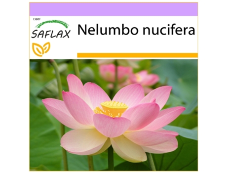 SAFLAX Lloto sagrado 8 semillas Nelumbo nucifera