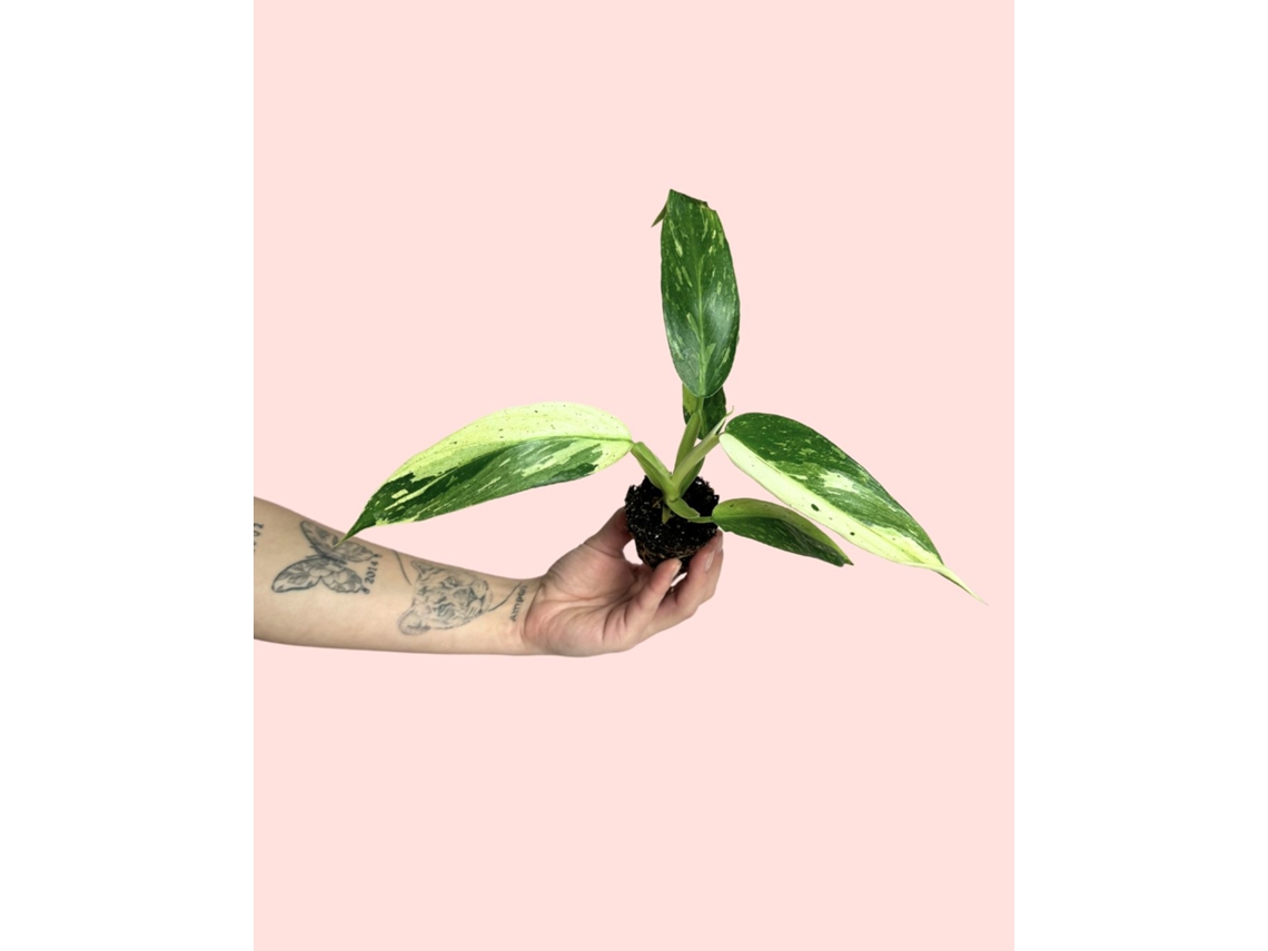 Filodendro Jose Buono Mini | Planta tropical de interior, rara y resistente | Pur Plant