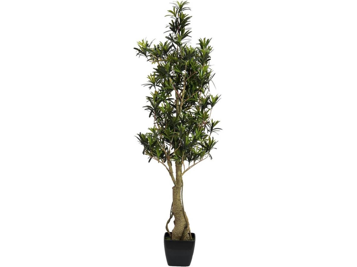 Planta Artificial EUROPALMS Podocarpus (Verde - 115 cm)
