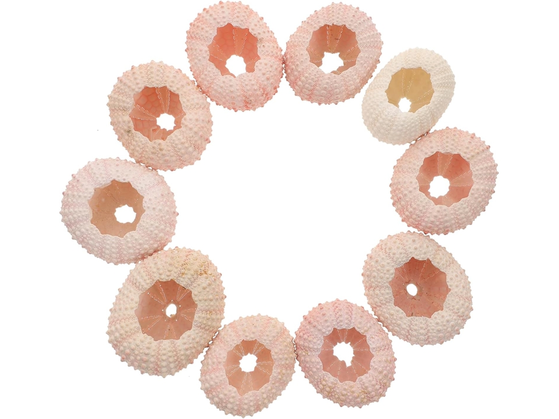 Set de 10 Piezas de Decoración con Conchas Naturales de Erizo de Mar GOKOCO, Maceta para Plantas Aéreas (sin dimensiones)