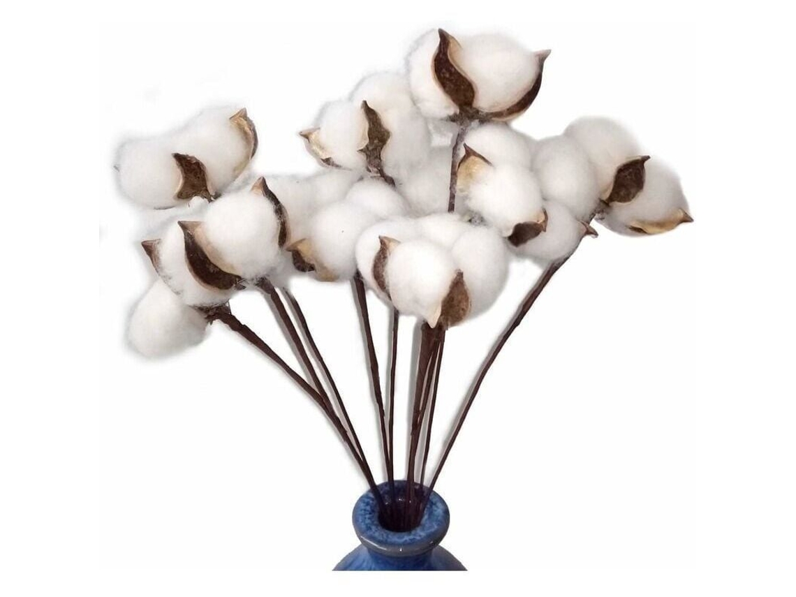 30 Tallos De Algodón Natural Seco De 30 Cm Con Vainas Reales Para Decoración Rústica Y Bodas.