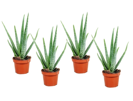Cactus y suculentas - PLANT IN A BOX - Aloe barbadensis - Set de 4 - Maceta 10.50cm - Altura 25-40cm