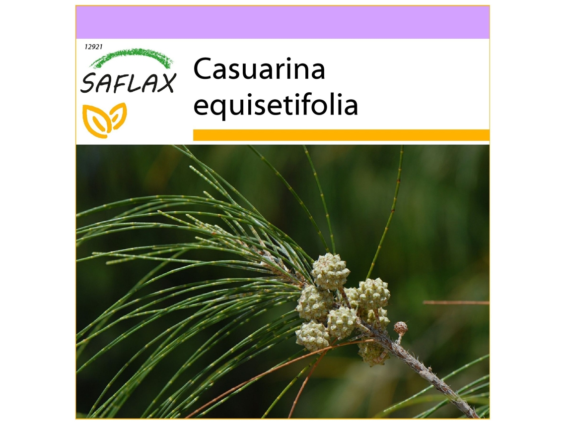 SAFLAX Pino australiano 200 semillas Casuarina equisetifolia