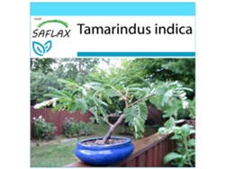 SAFLAX Set de regalo Tamarindo 4 semillas Con caja de regalo, etiqueta de envío, tarjeta de regalo y sustrato de cultivo. Tamarindus indica